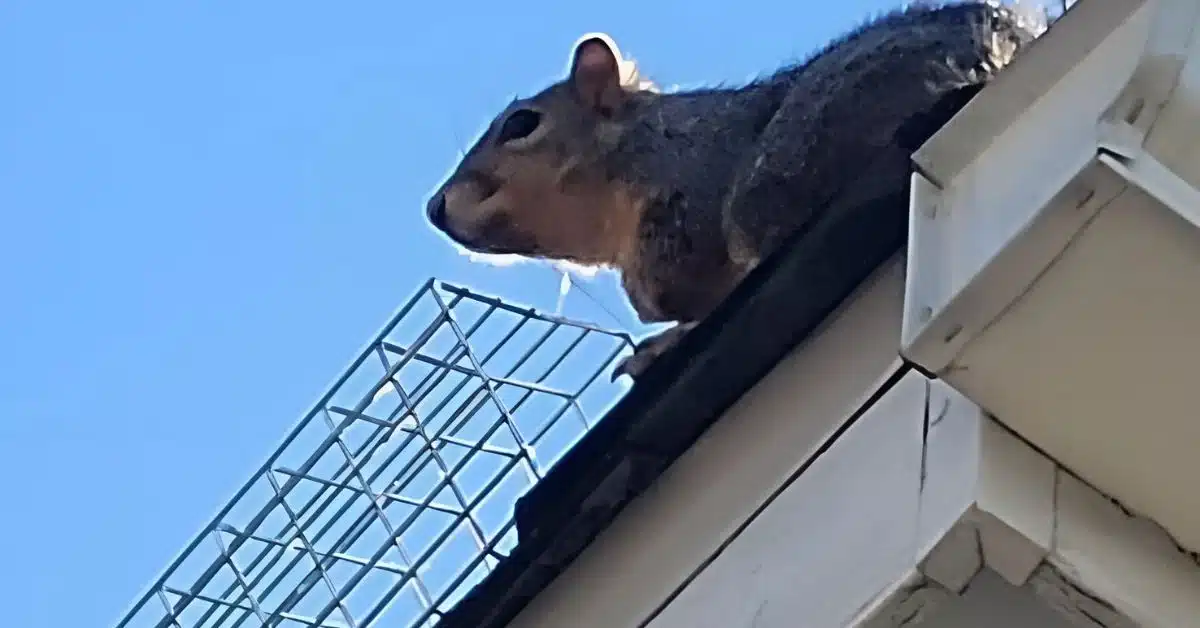 Squirrel on a Garland TX home roof near an exclusion trap installed by Preferred Pest Management