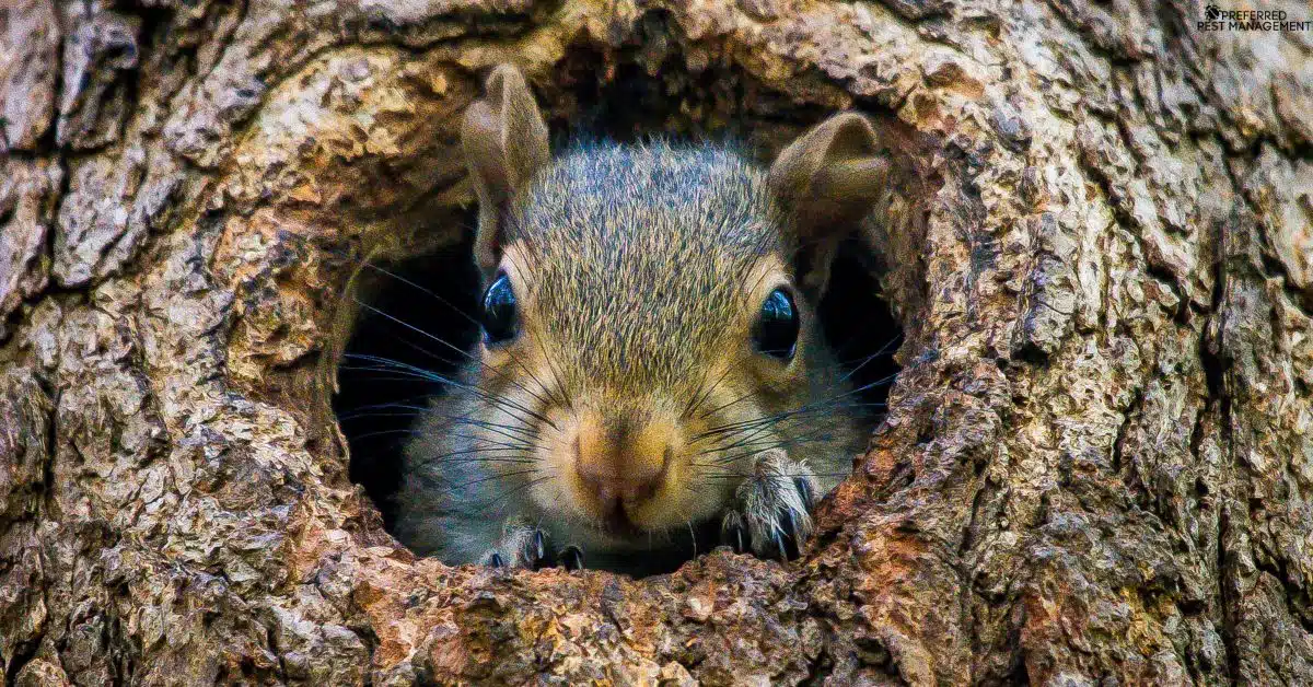 Close-up of a squirrel peeking out of a tree near a Richardson TX home before professional squirrel removal by Preferred Pest Management