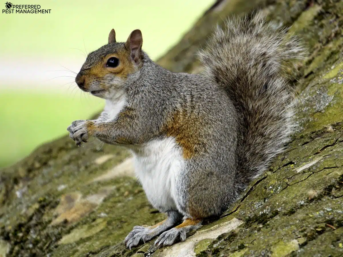 Gray squirrel sitting on a tree near a home in Sachse TX before professional squirrel removal by Preferred Pest Management