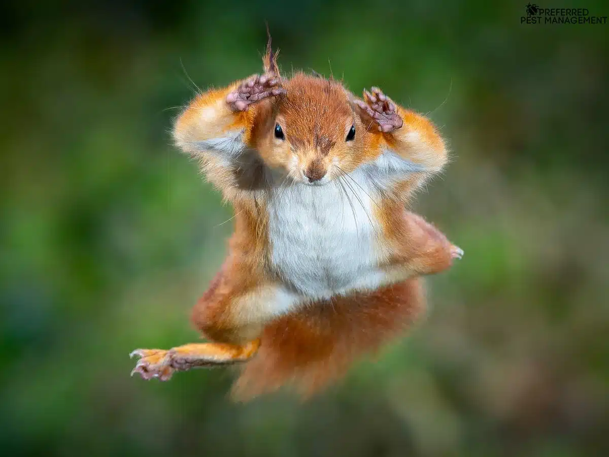 Squirrel leaping near a Wylie, TX home, symbolizing the need for professional squirrel removal and attic exclusion.