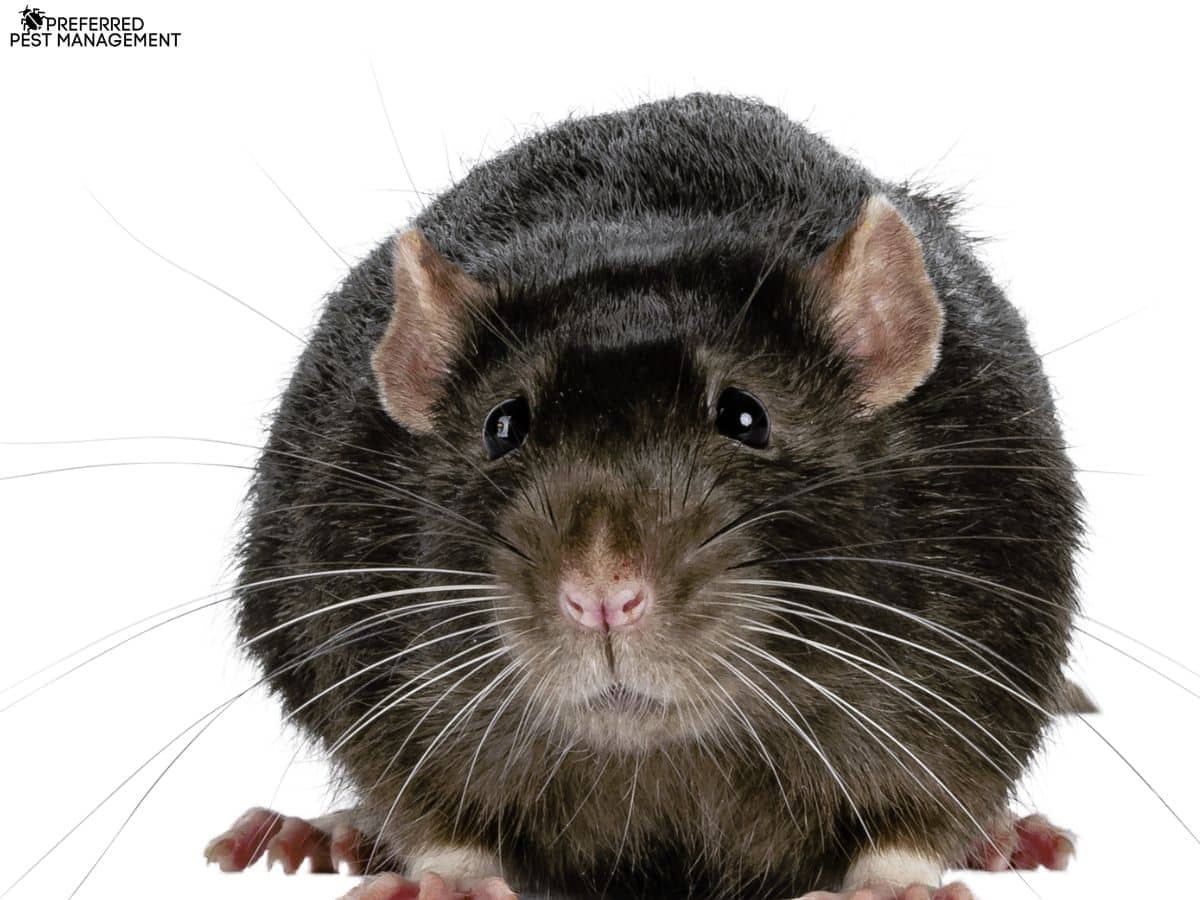 Costs of Rat Removal in Richardson, TX | Preferred Pest Management