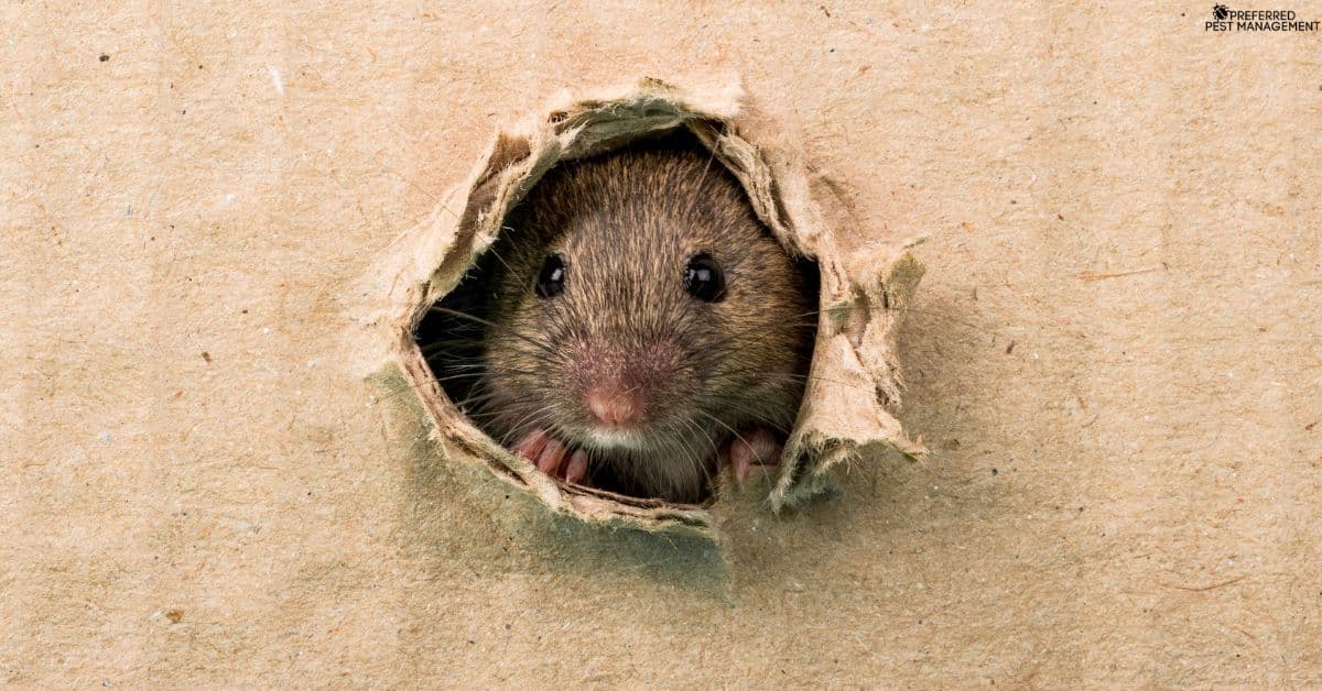 Rodent peeking through a hole in attic inside a home