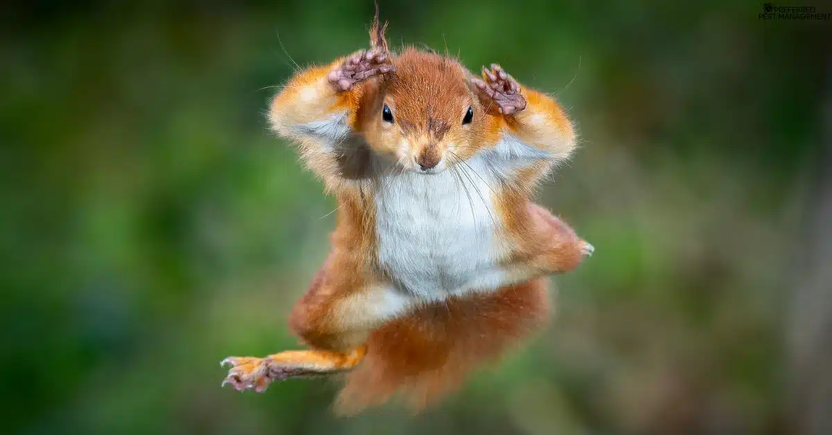 Squirrel jumping outdoors near Frisco, TX