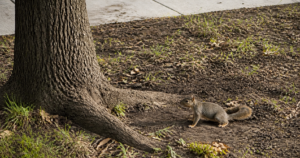 Squirrel beside a mature tree near a North Texas home