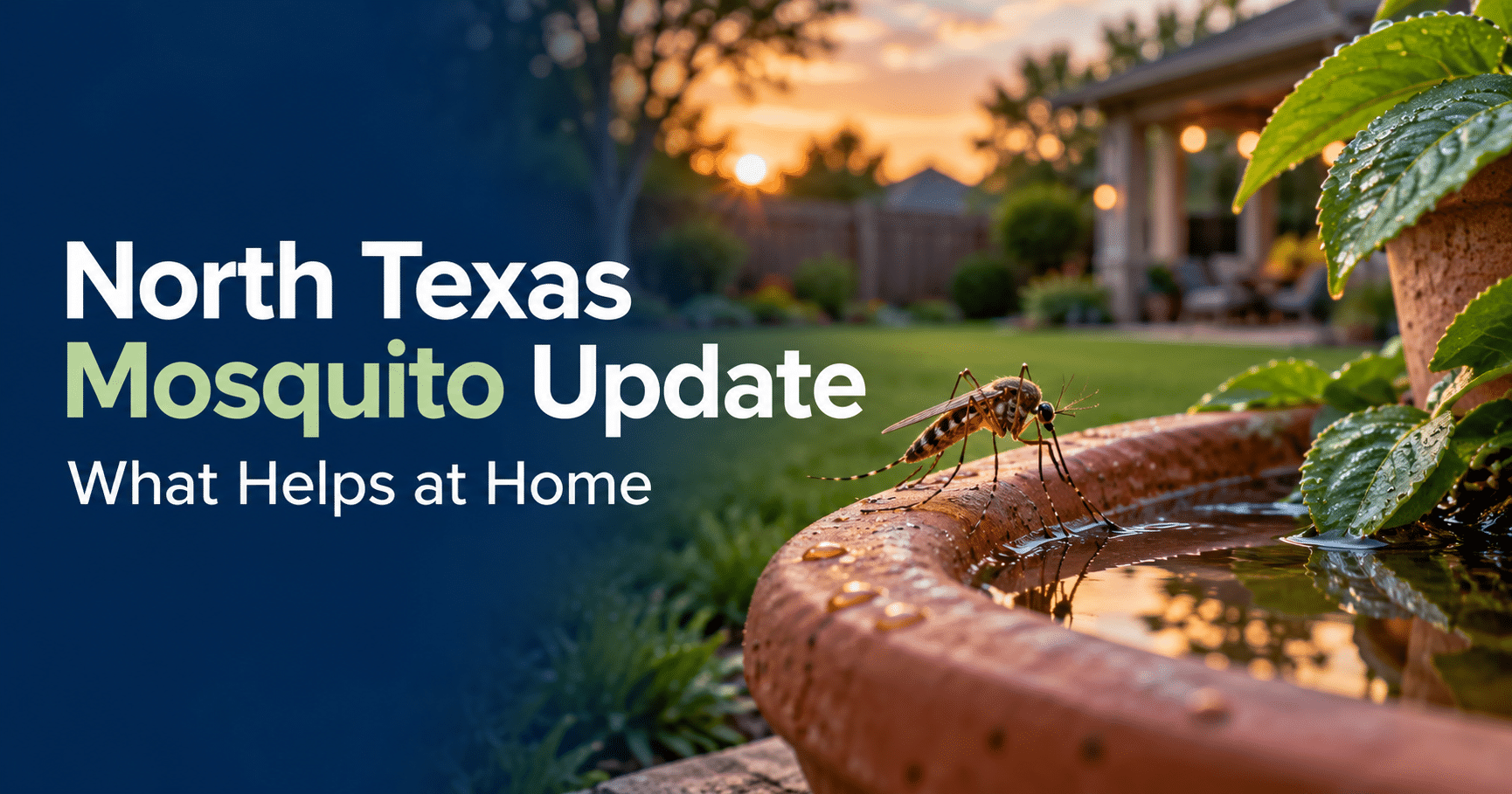 North Texas mosquito update graphic on West Nile sample activity and home tips